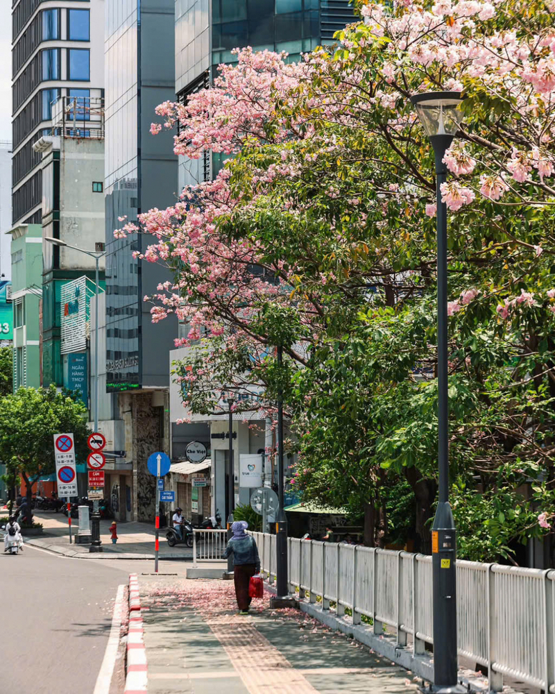 Hoa kèn hồng phủ sáng đường phố Sài Gòn những ngày tháng Năm 21