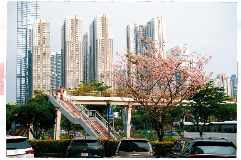 Hoa kèn hồng phủ sáng đường phố Sài Gòn những ngày tháng Năm 9