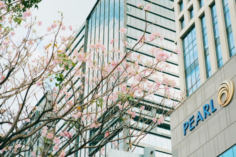Hoa kèn hồng phủ sáng đường phố Sài Gòn những ngày tháng Năm 10