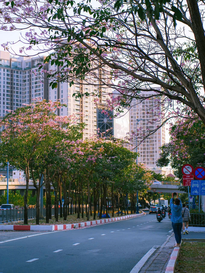 Hoa kèn hồng phủ sáng đường phố Sài Gòn những ngày tháng Năm 13