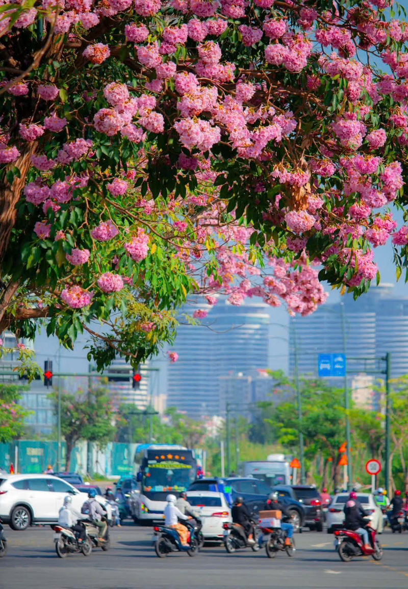 Hoa kèn hồng phủ sáng đường phố Sài Gòn những ngày tháng Năm 16