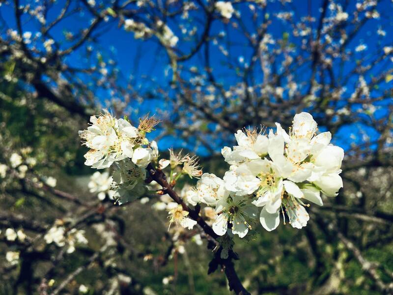 Hoa mận Tây Bắc mang hơi thở mùa xuân giữa đại ngàn 2