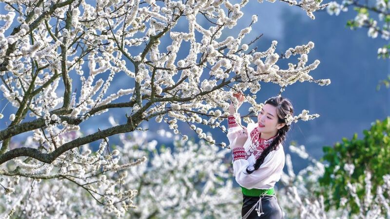 Hoa mận Tây Bắc mang hơi thở mùa xuân giữa đại ngàn 3