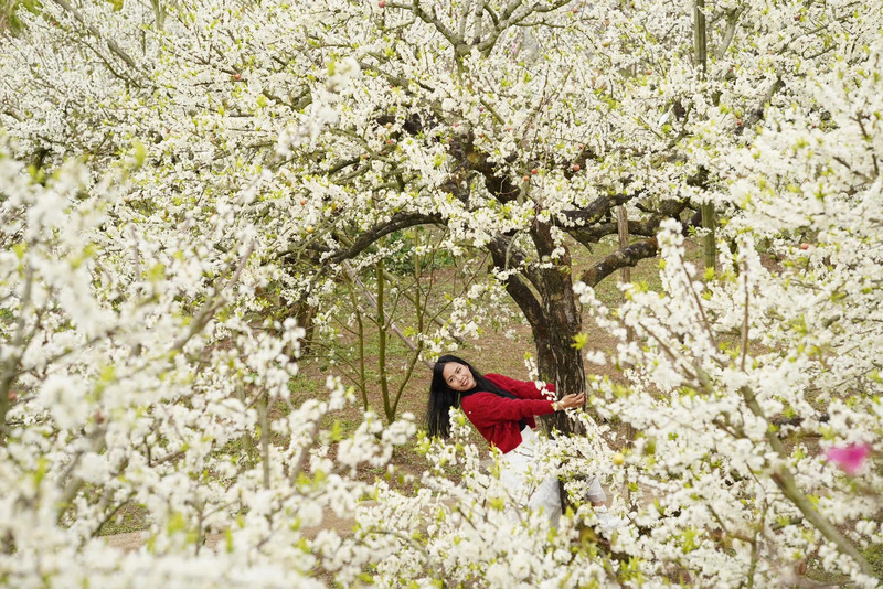 Hoa mận Tây Bắc mang hơi thở mùa xuân giữa đại ngàn 5