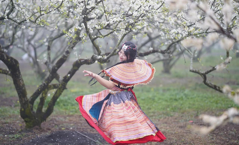 Hoa mận Tây Bắc mang hơi thở mùa xuân giữa đại ngàn 7