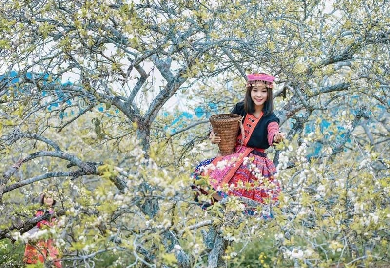 Hoa mận Tây Bắc mang hơi thở mùa xuân giữa đại ngàn 9