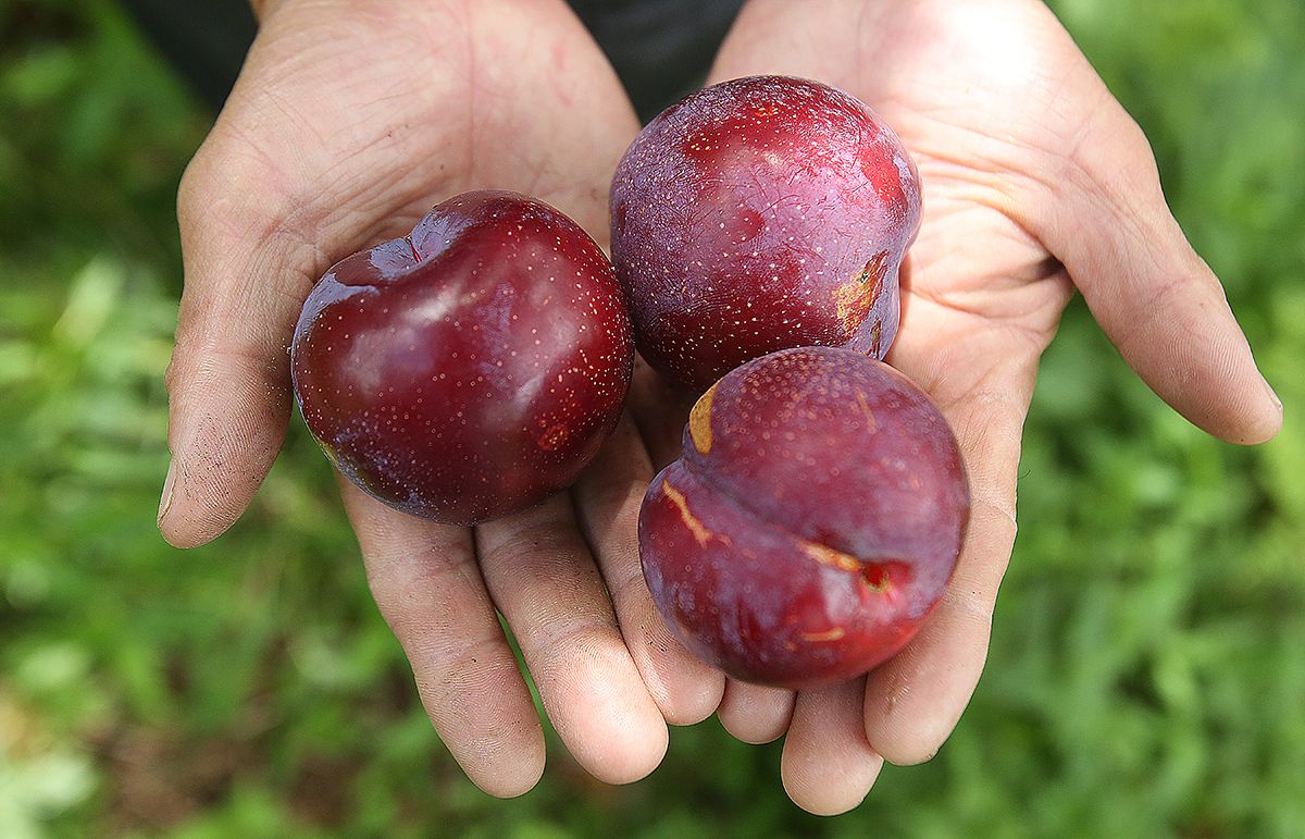 Hoa quả đặc sản Sapa - Món quà chốn núi rừng Tây Bắc gửi tặng những người bạn miền xuôi 3