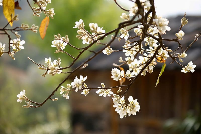 Vẻ đẹp tinh khôi của hoa sơn tra giữa núi rừng Tây Bắc 2