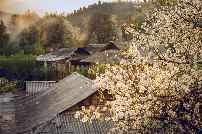 Vẻ đẹp tinh khôi của hoa sơn tra giữa núi rừng Tây Bắc 3