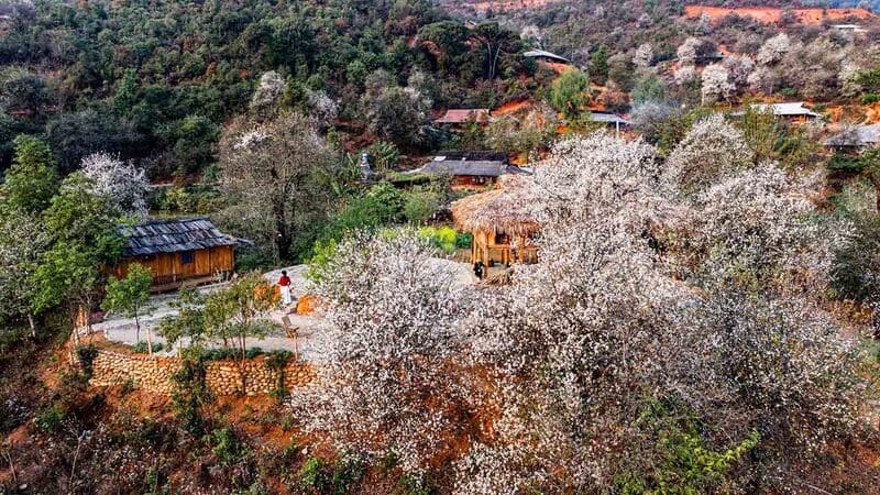 Vẻ đẹp tinh khôi của hoa sơn tra giữa núi rừng Tây Bắc 5