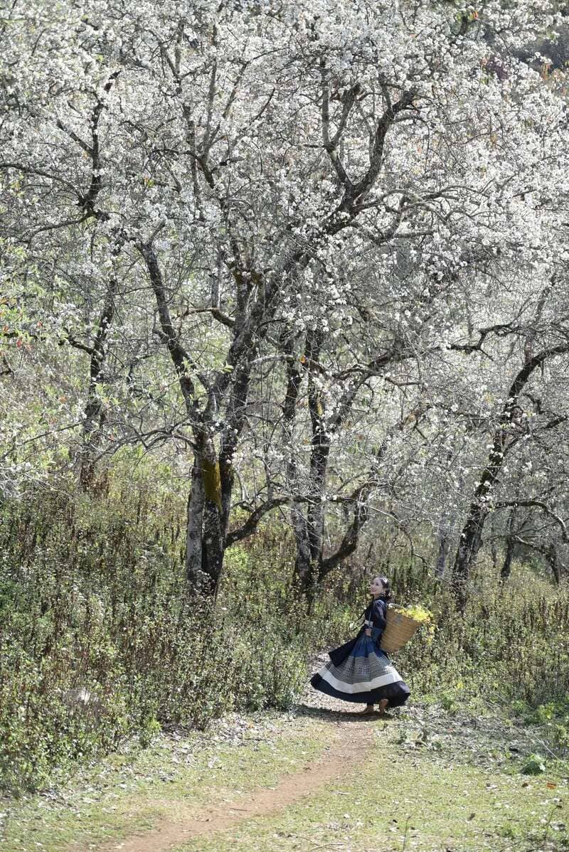 Vẻ đẹp tinh khôi của hoa sơn tra giữa núi rừng Tây Bắc 7