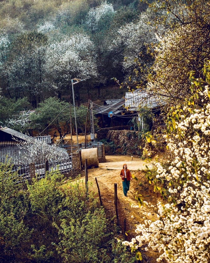 Vẻ đẹp tinh khôi của hoa sơn tra giữa núi rừng Tây Bắc 8