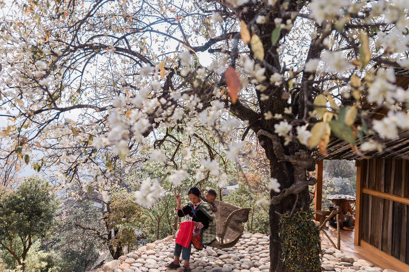 Vẻ đẹp tinh khôi của hoa sơn tra giữa núi rừng Tây Bắc 9
