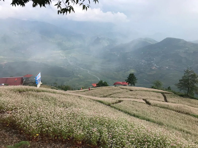 Chiêm ngưỡng hoa tam giác mạch biểu tượng Tây Bắc tại Mù Cang Chải 2