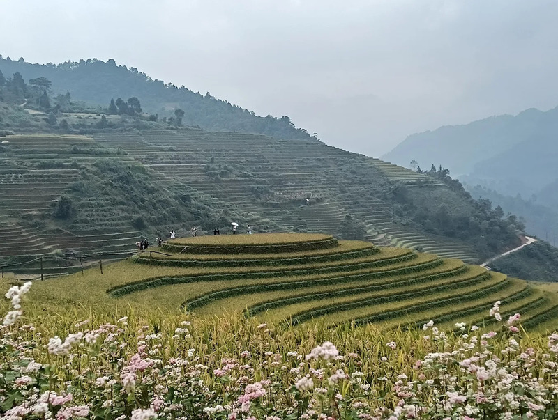 Chiêm ngưỡng hoa tam giác mạch biểu tượng Tây Bắc tại Mù Cang Chải 7