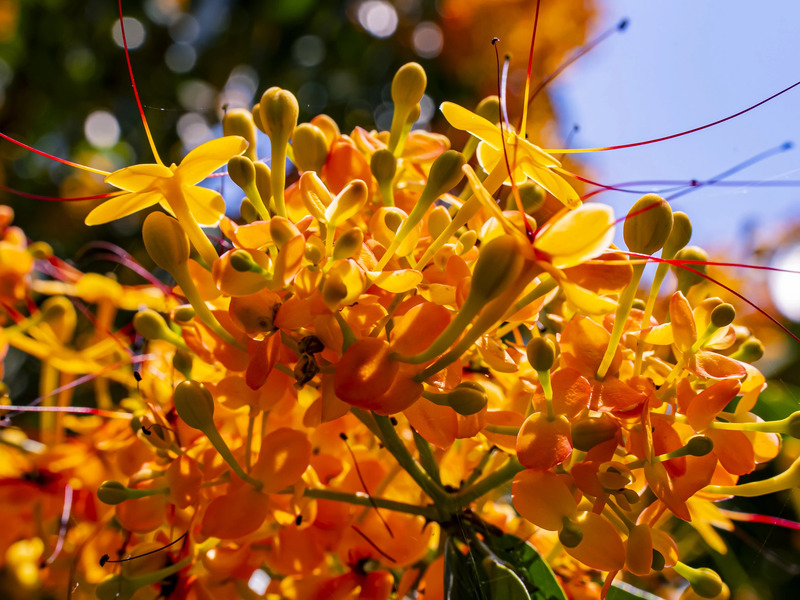 Lên suối Tà Má ngắm hoa trang rừng rực rỡ xứ Nẫu 2