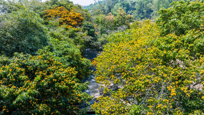 Lên suối Tà Má ngắm hoa trang rừng rực rỡ xứ Nẫu 3