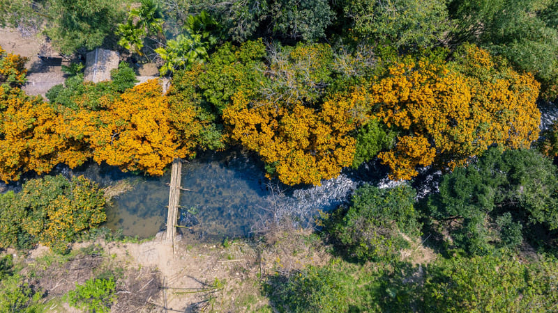 Lên suối Tà Má ngắm hoa trang rừng rực rỡ xứ Nẫu 4