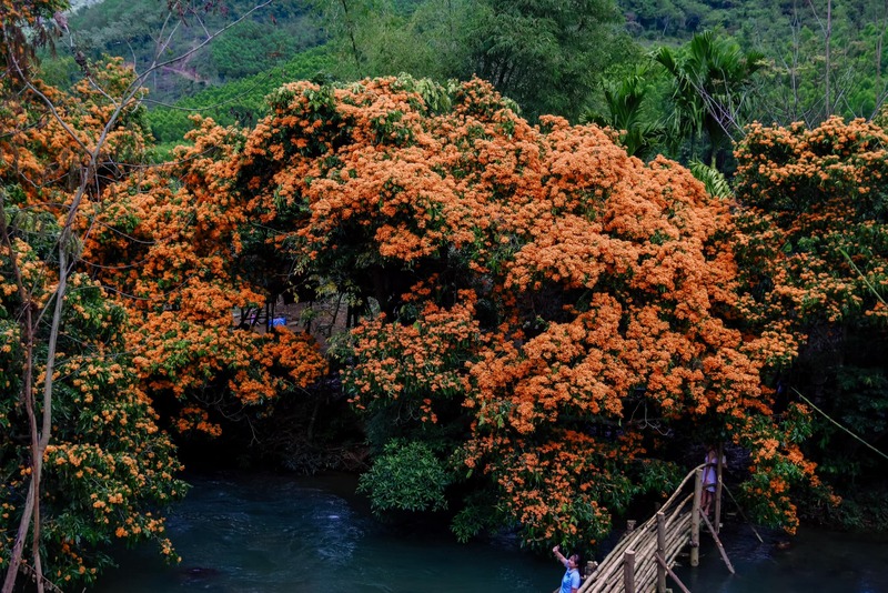 Lên suối Tà Má ngắm hoa trang rừng rực rỡ xứ Nẫu 5