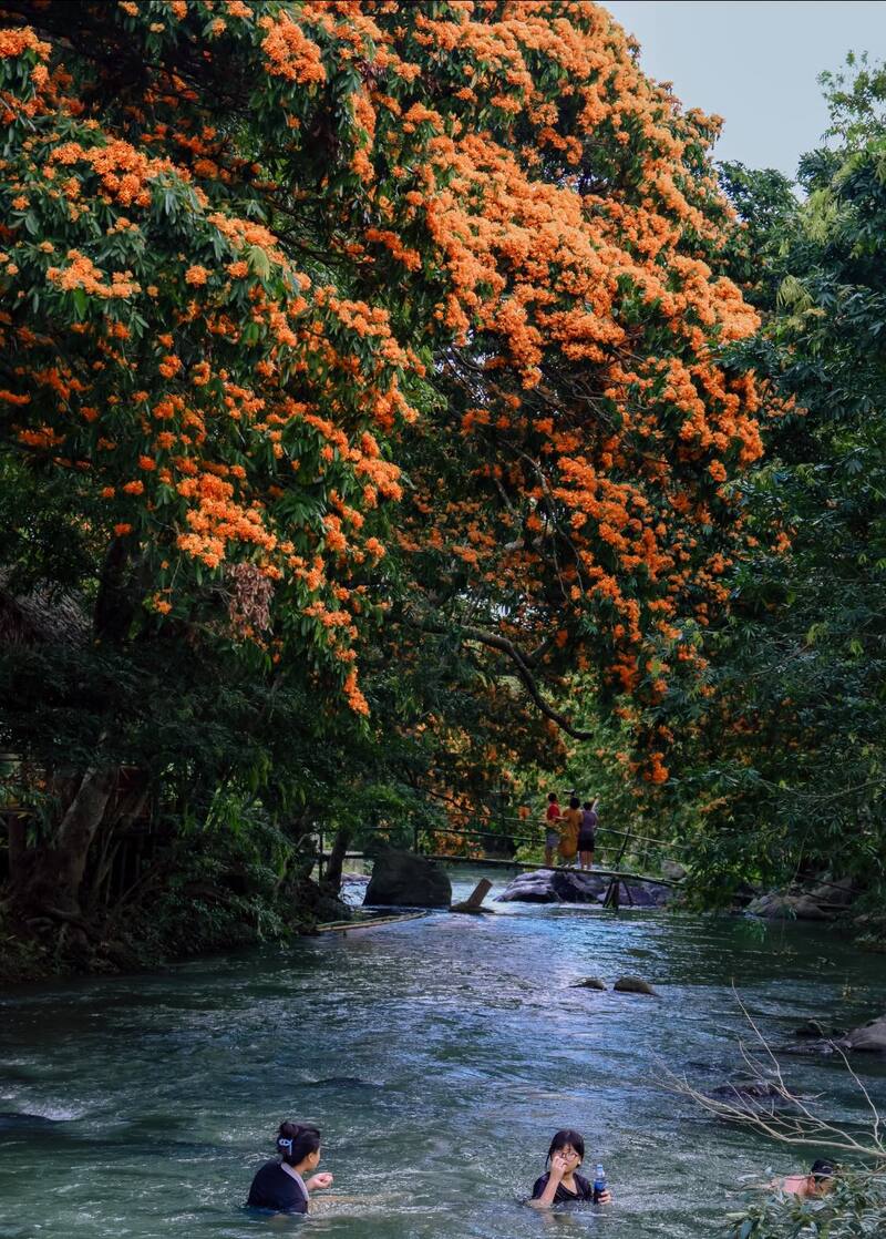 Lên suối Tà Má ngắm hoa trang rừng rực rỡ xứ Nẫu 6