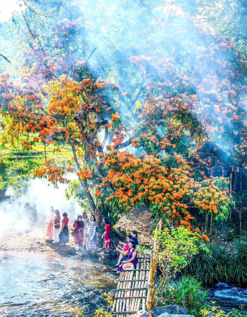 Lên suối Tà Má ngắm hoa trang rừng rực rỡ xứ Nẫu 8