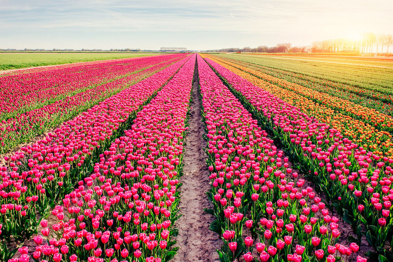 Nhật ký đón hoa tulip Hà Lan rực rỡ sắc màu 2