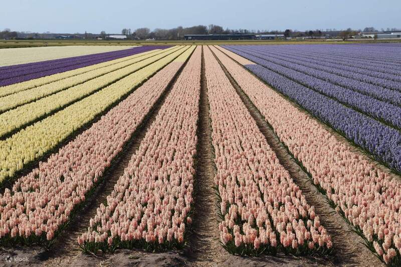 Nhật ký đón hoa tulip Hà Lan rực rỡ sắc màu 3