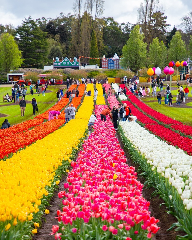 Nhật ký đón hoa tulip Hà Lan rực rỡ sắc màu 8