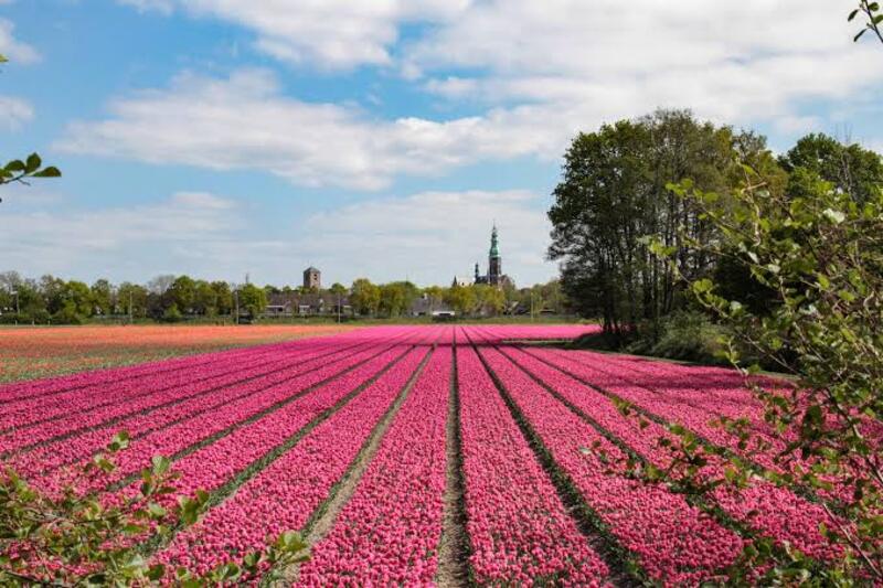 Nhật ký đón hoa tulip Hà Lan rực rỡ sắc màu 4