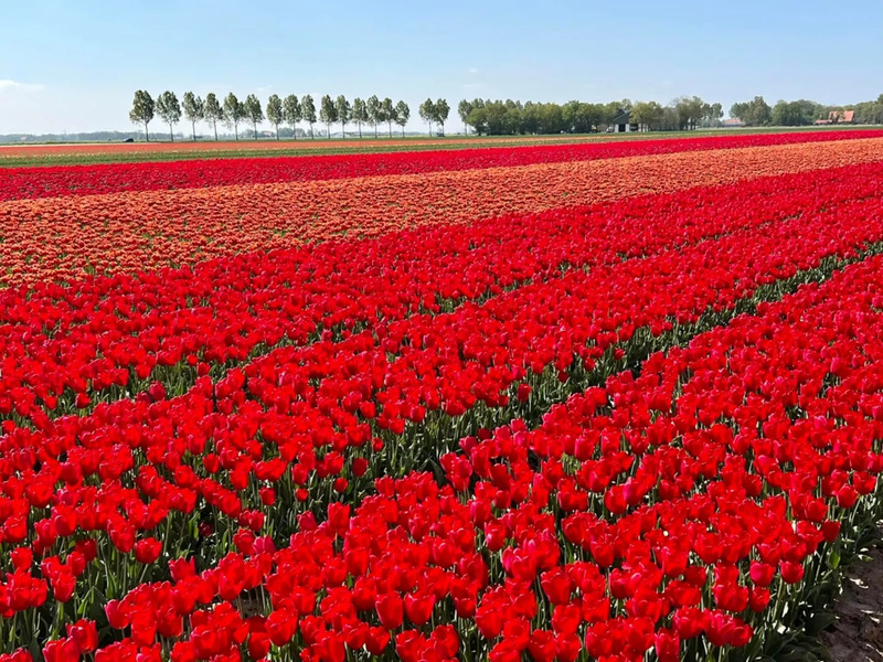 Nhật ký đón hoa tulip Hà Lan rực rỡ sắc màu 6