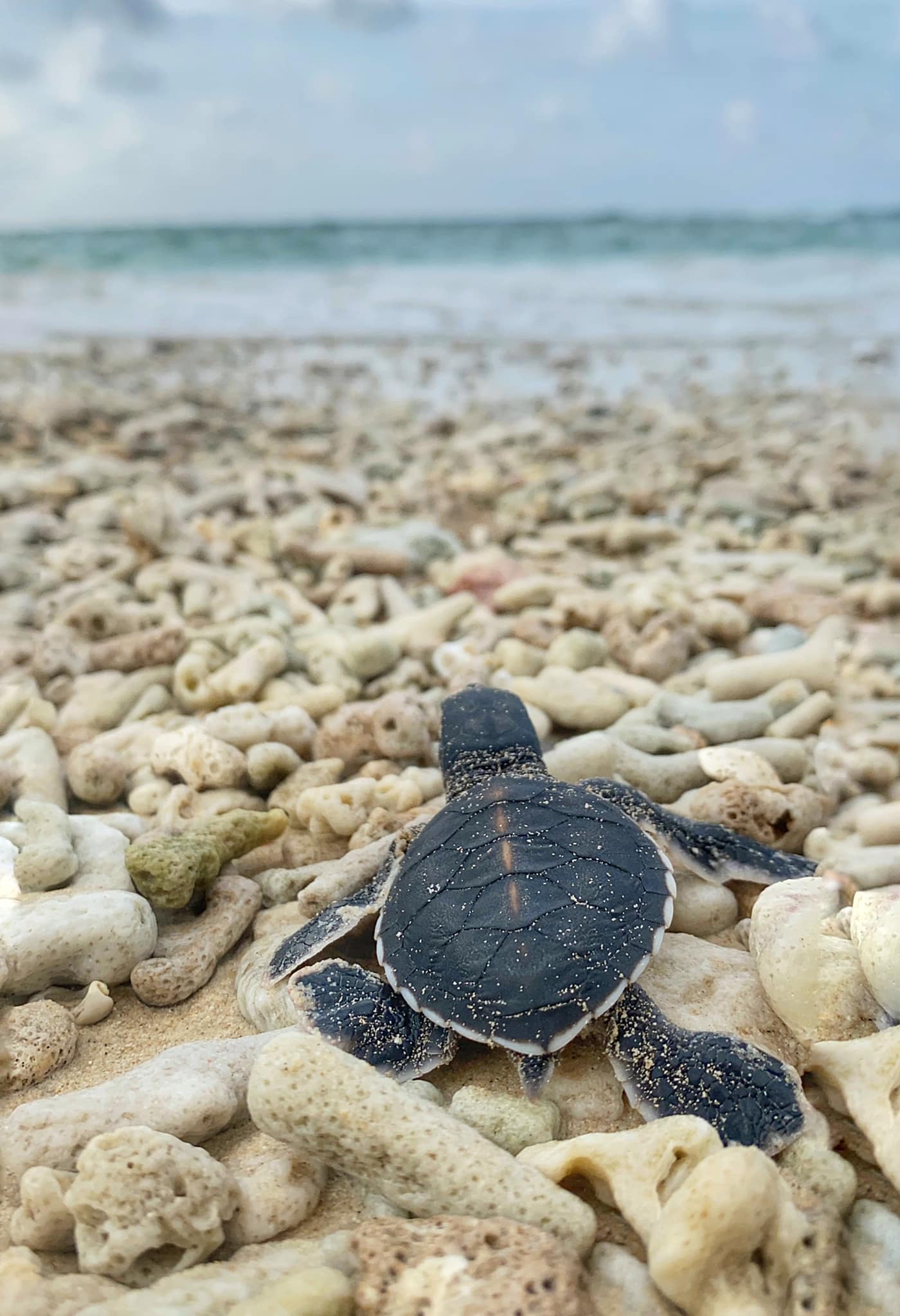 Hoạt động đỡ đẻ cho rùa biển đầy thú vị tại Côn Đảo 5