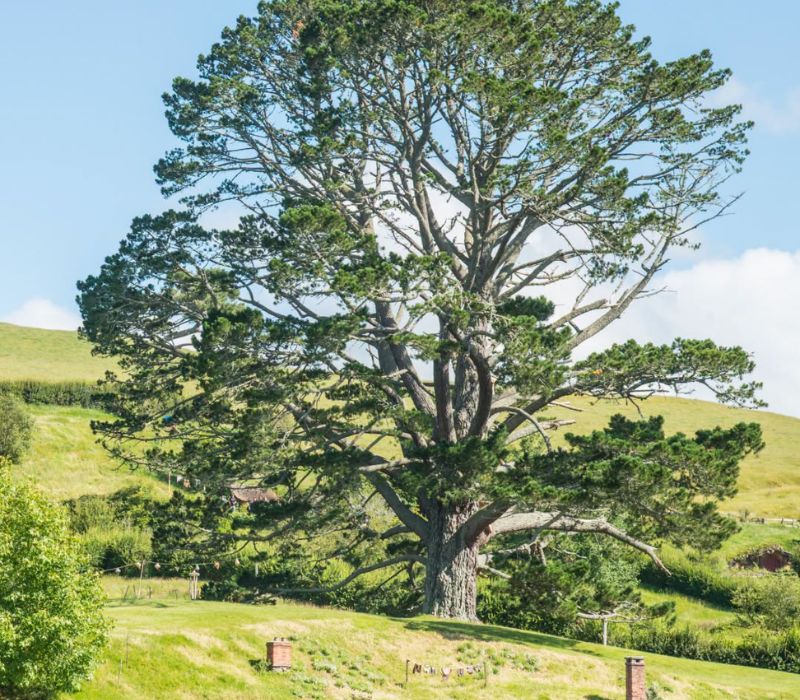 Hobbiton New Zealand: Cẩm nang khám phá ngôi làng 5