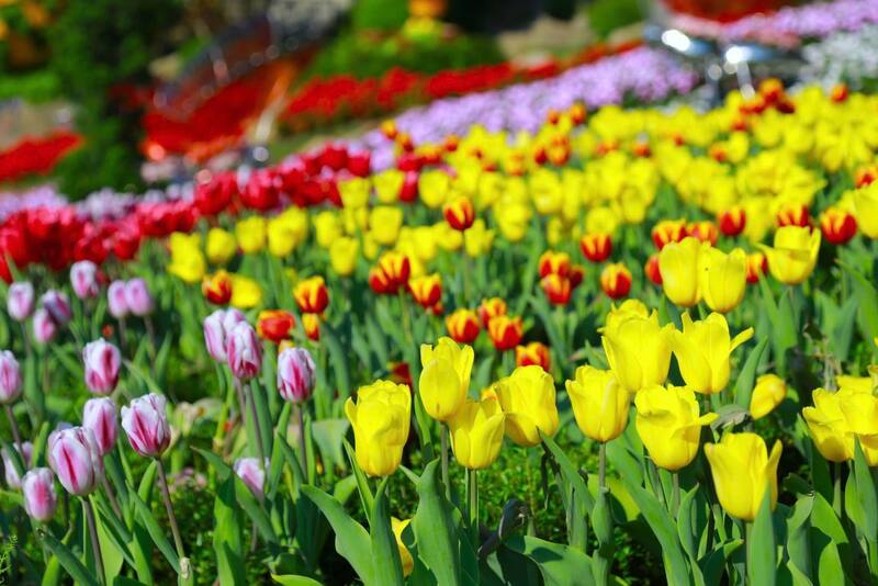 Hội Xuân Núi Bà Đen Tây Ninh, nghi thức độc đáo khi mở đầu năm mới 8