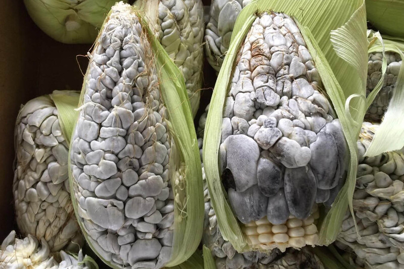 Huitlacoche, loại nấm mốc được coi như tinh hoa ẩm thực Mexico 4