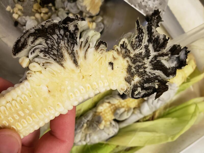 Huitlacoche, loại nấm mốc được coi như tinh hoa ẩm thực Mexico 3