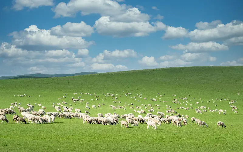 Hulunbuir, nơi thảo nguyên rộng mở tựa thiên đường 4