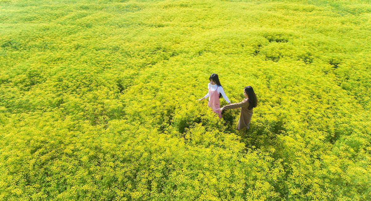 Hướng dẫn Đường đi đến cánh đồng hoa thì là Ninh Thuận 2