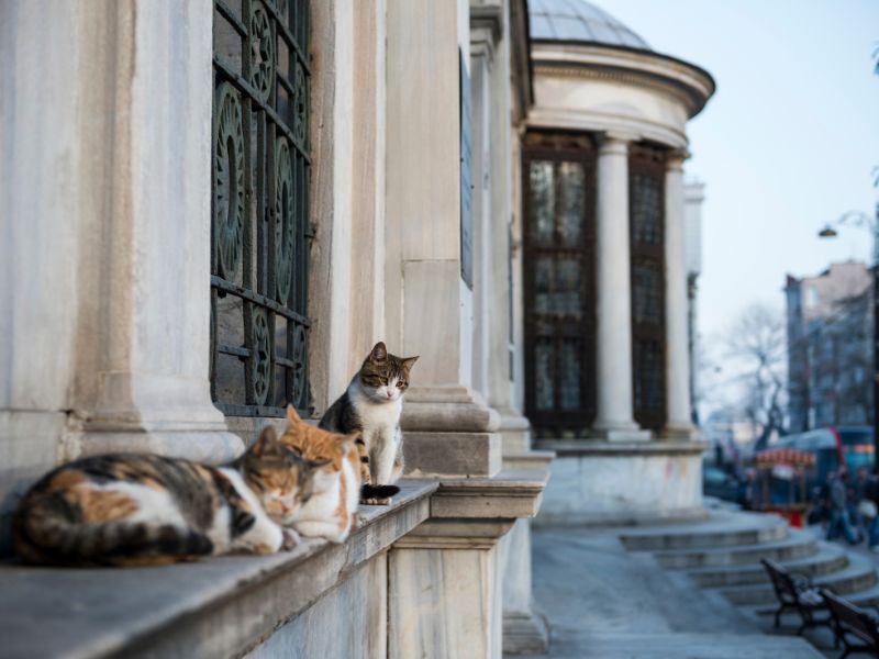 Khám phá Istanbul, vương quốc của những chú mèo 6