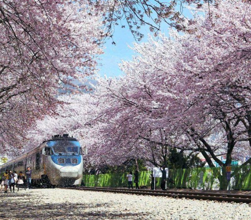 Lạc bước vào Jinhae, thiên đường hoa anh đào đẹp nhất Hàn Quốc 2