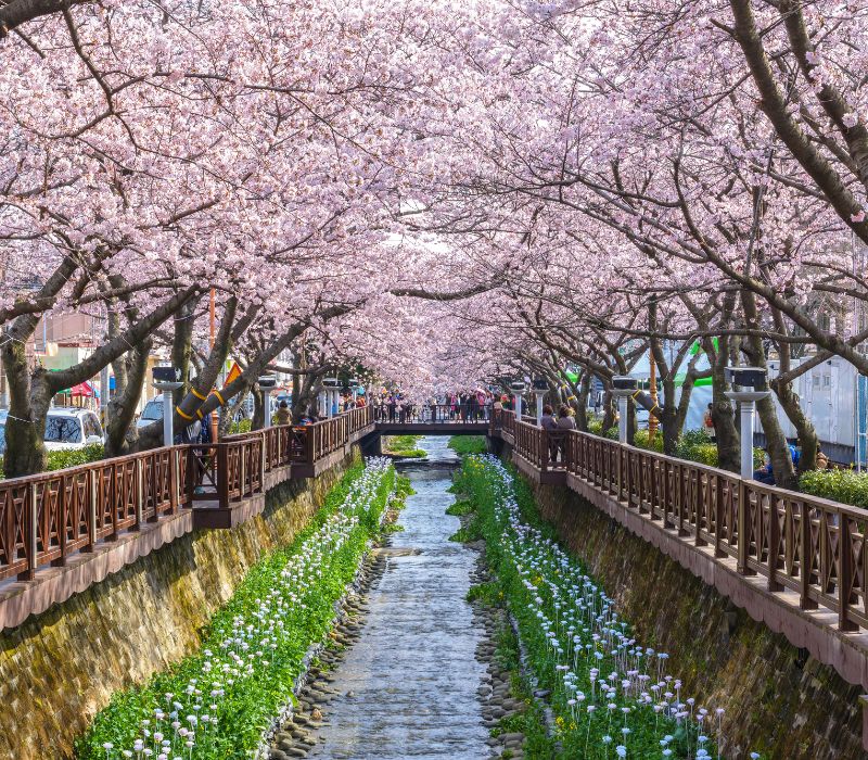 Lạc bước vào Jinhae, thiên đường hoa anh đào đẹp nhất Hàn Quốc 4