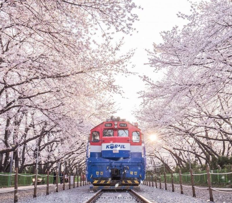 Lạc bước vào Jinhae, thiên đường hoa anh đào đẹp nhất Hàn Quốc 5