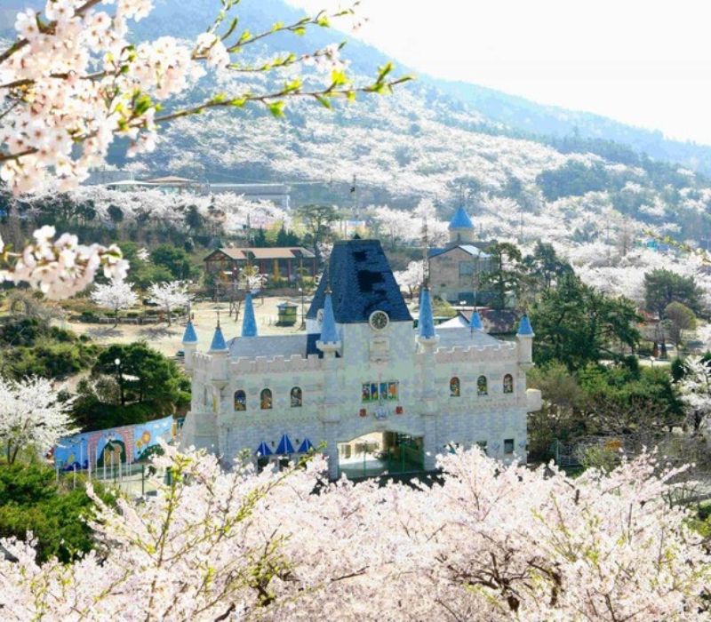 Lạc bước vào Jinhae, thiên đường hoa anh đào đẹp nhất Hàn Quốc 6