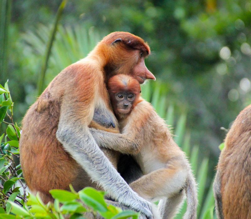 Khám phá Kalimantan, vùng đất bí ẩn và hoang dã của Indonesia 4