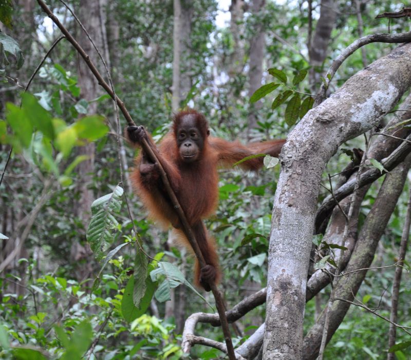 Khám phá Kalimantan, vùng đất bí ẩn và hoang dã của Indonesia 8