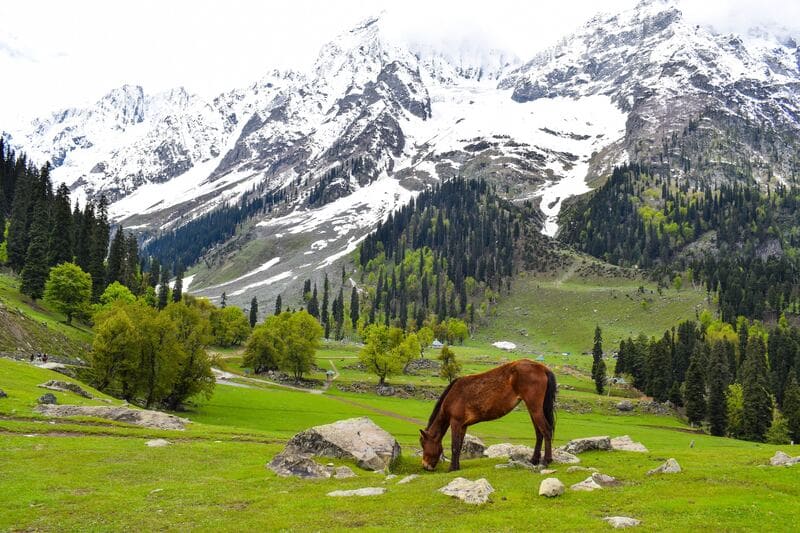 Có một Kashmir mang vẻ đẹp viễn chinh hoang dã 3