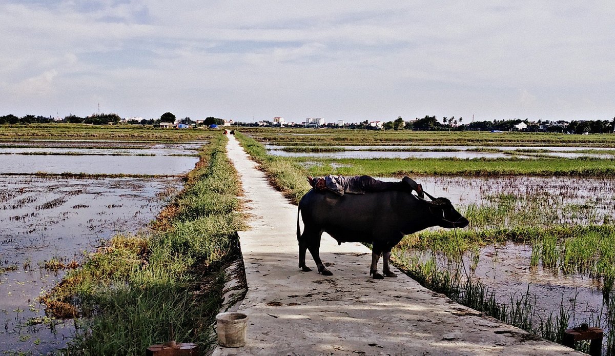 Khách sạn Hòa Bình - Khách sạn Hội An với thiết kế tối giản, thanh lịch 7