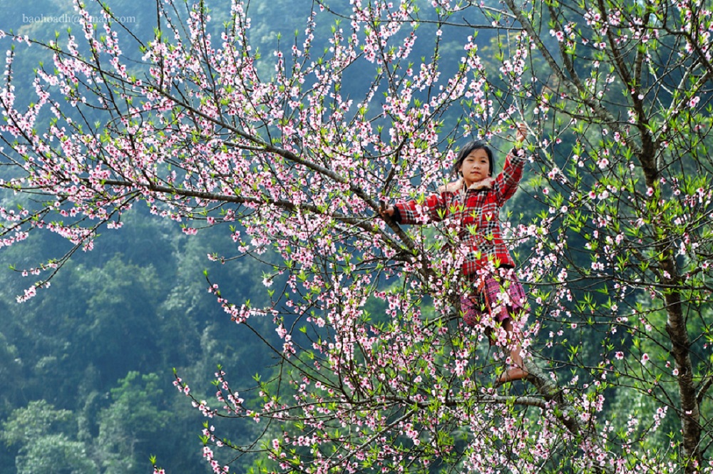 Khám phá 7 mùa hoa đẹp ở Mộc Châu khiến bao trái tim say đắm 5