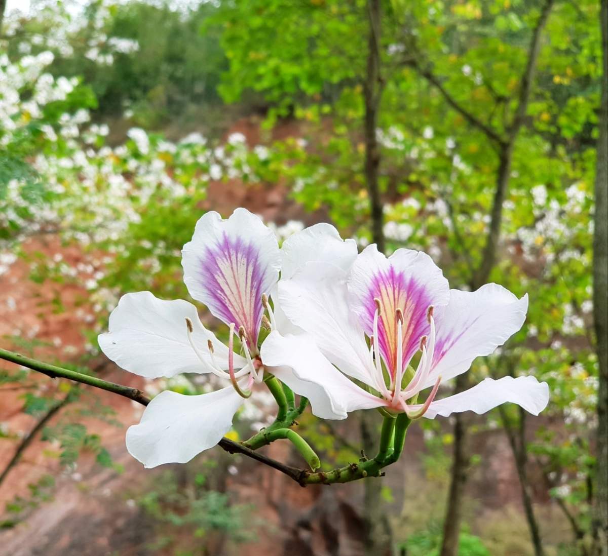 Khám phá 7 mùa hoa đẹp ở Mộc Châu khiến bao trái tim say đắm 6