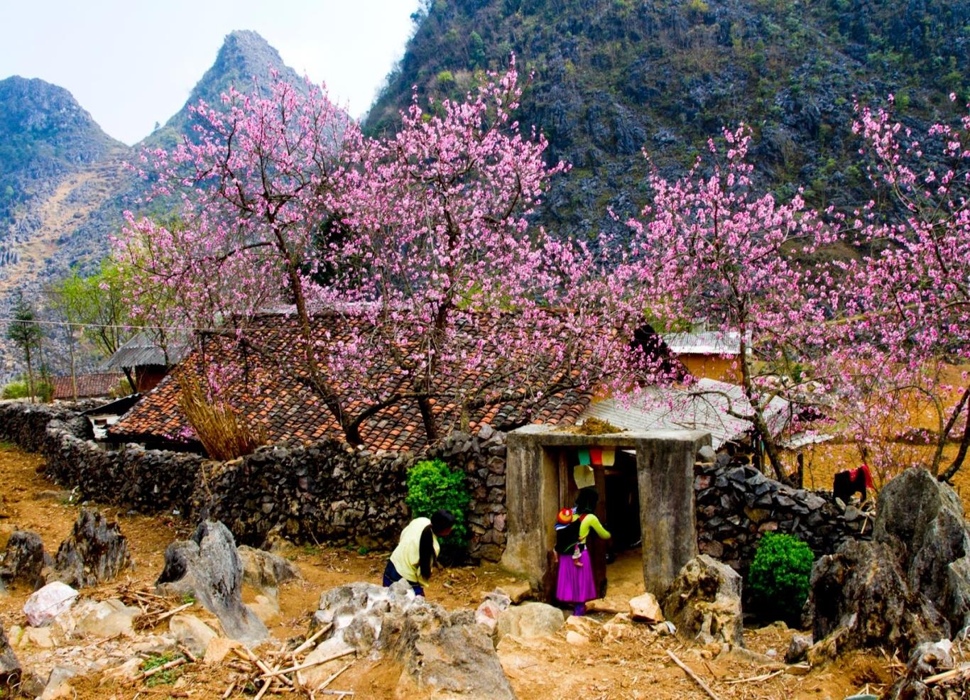 Khám phá các mùa hoa ở Mộc Châu - 7 bức tranh thiên nhiên tuyệt mỹ 4