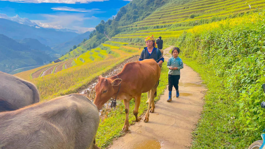 Khám phá Các thửa ruộng bậc thang Mù Cang Chải đẹp đắm say 6